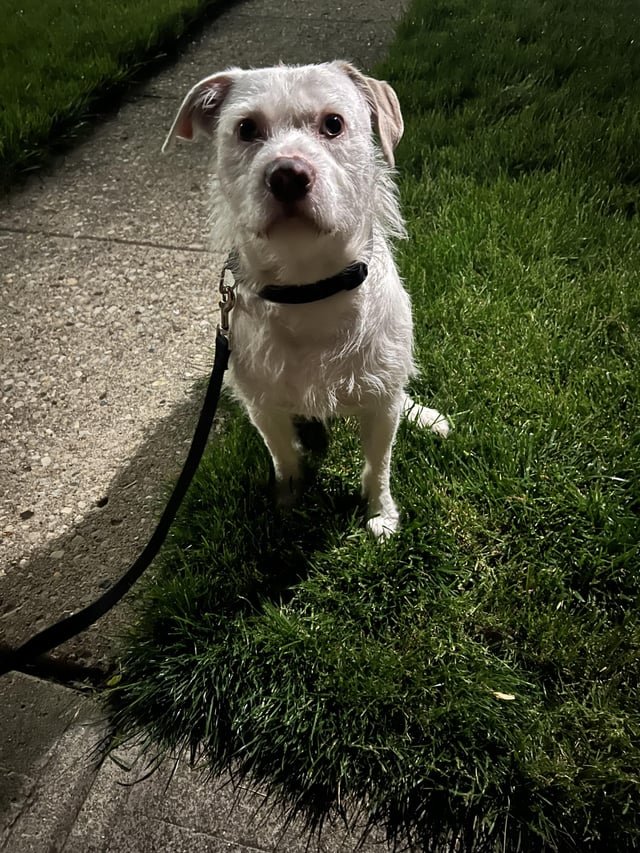 found dog in Columbus, Ohio