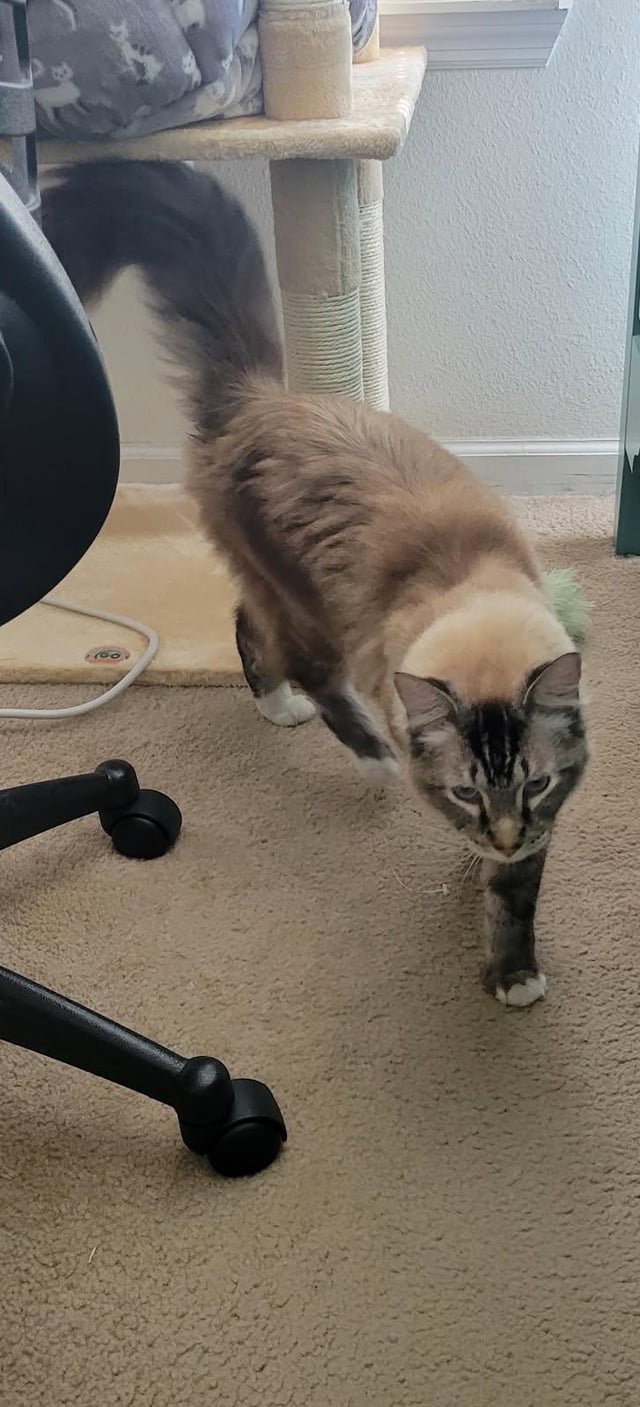 lost cat in Jacksonville, Florida