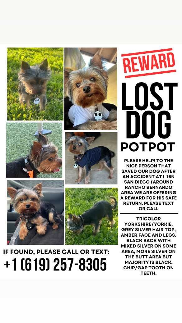 Lost Dog in San Diego, California — listing photo
