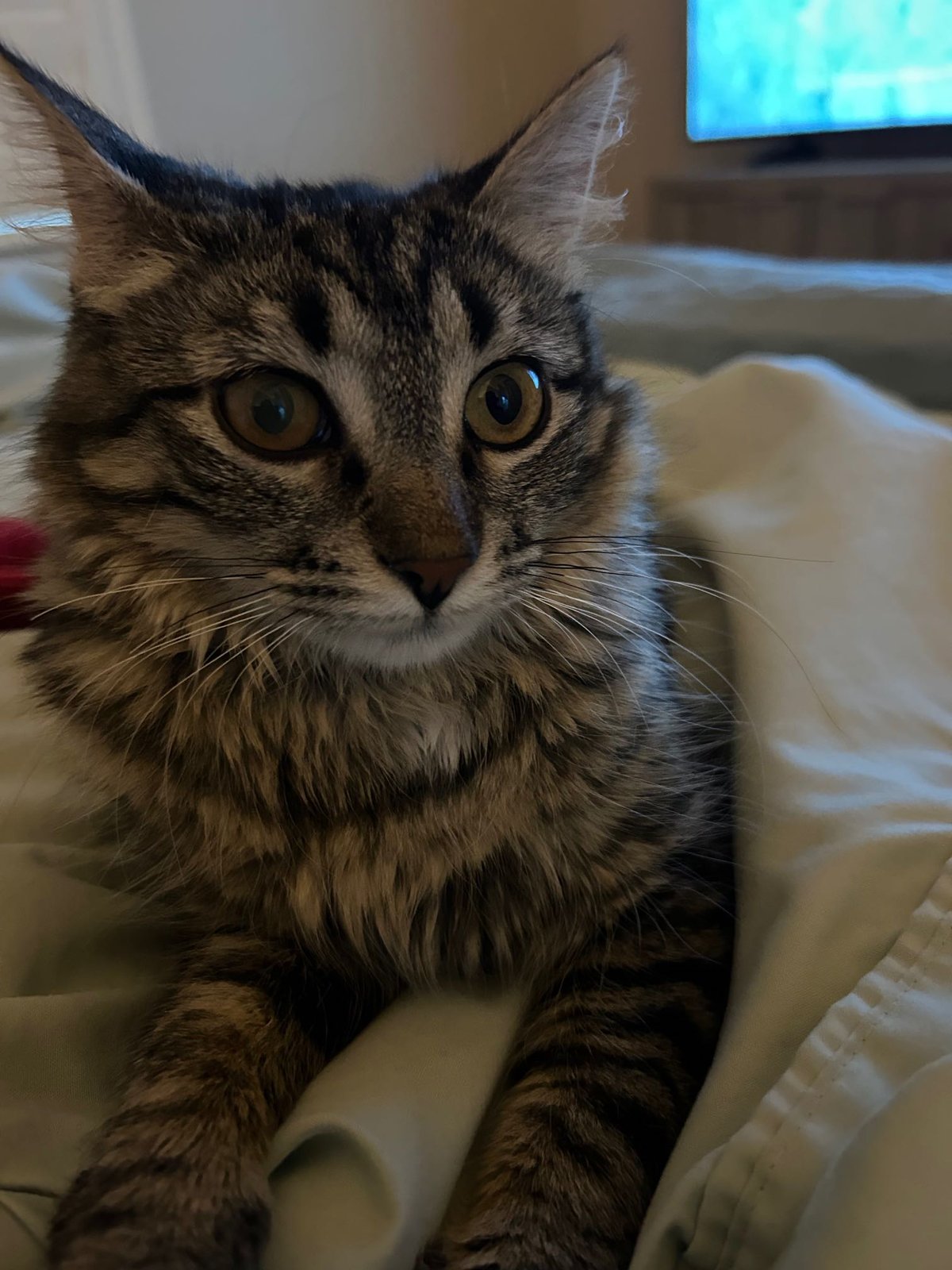 Lost Cat in Holbrook — listing photo