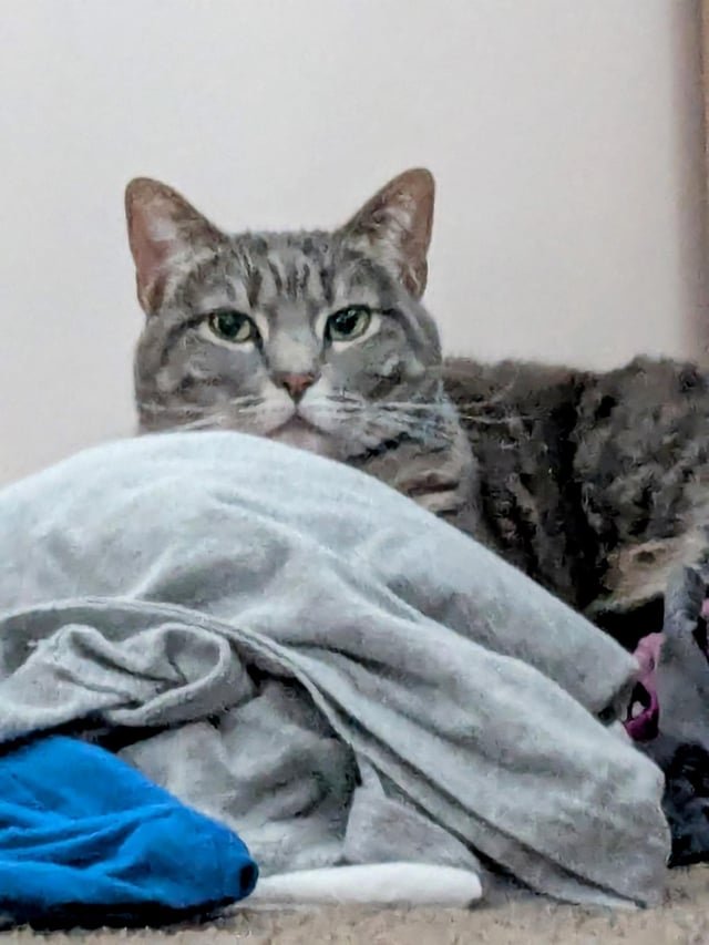 Lost Cat in Louisville, Kentucky — listing photo