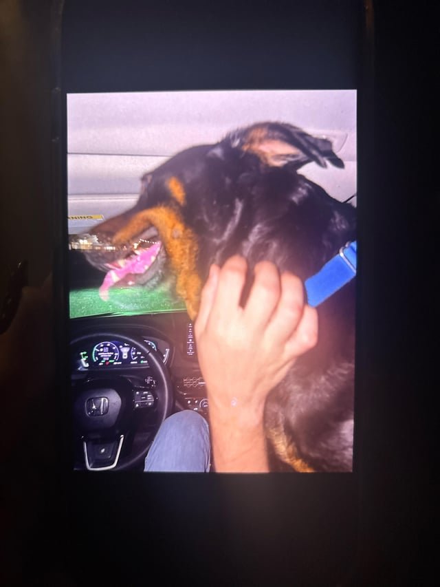 Found Dog in Dallas, Texas — listing photo