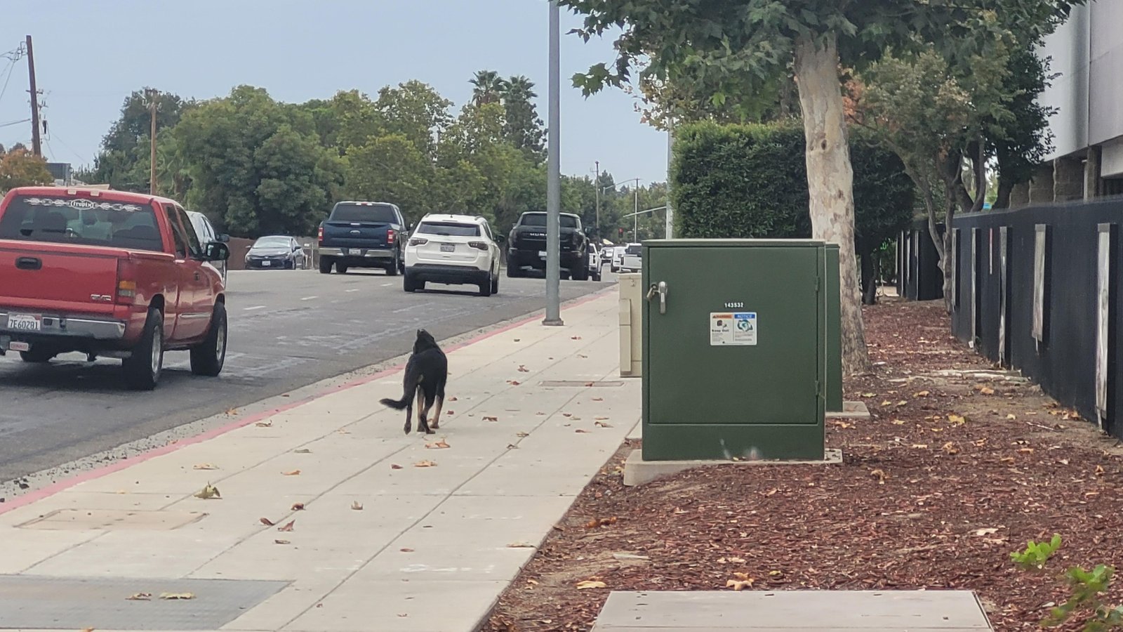 lost dog in Fresno, California
