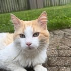 lost pet in Indianapolis, Indiana