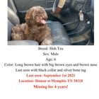 lost dog in Memphis, Tennessee