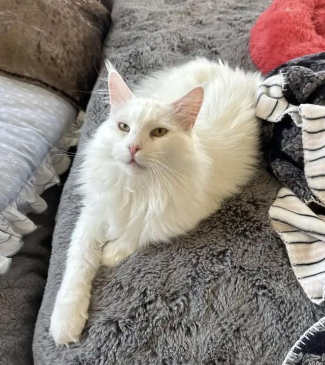 lost cat in Austin, Texas