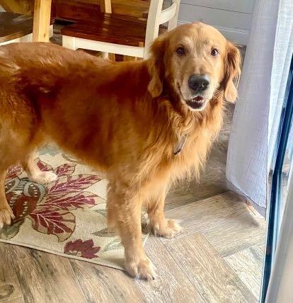 Lost Dog in Ormond Beach, Florida — listing photo