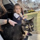 Lost Cat in Toledo, Ohio — Lost/Found Cat - Sylvania