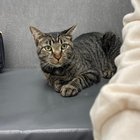 Lost Cat in Indianapolis, Indiana — listing photo