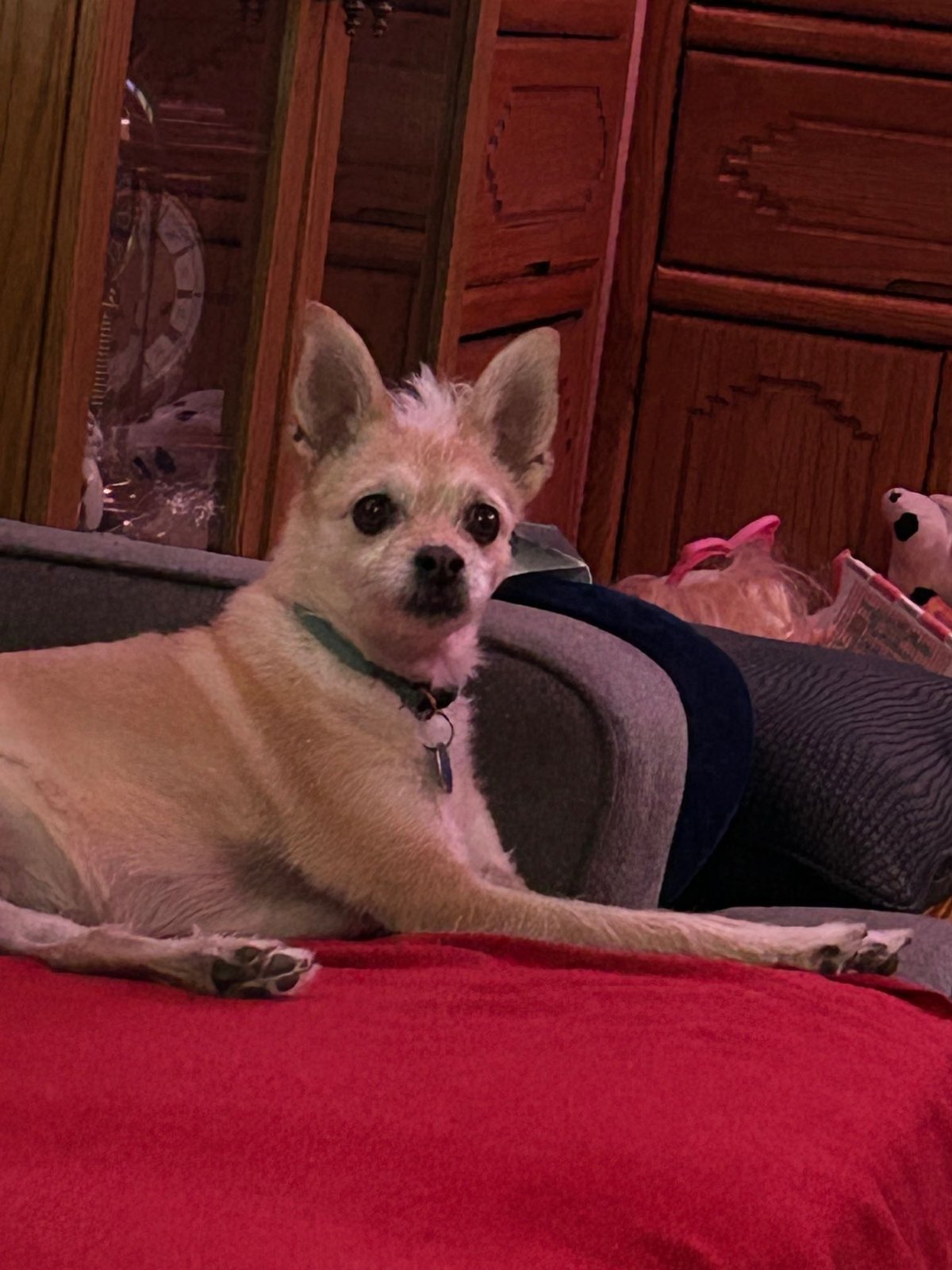 Lost Dog in Greeley, Colorado — listing photo
