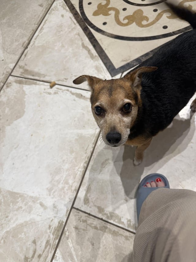Found Pet in Louisville, Kentucky — listing photo