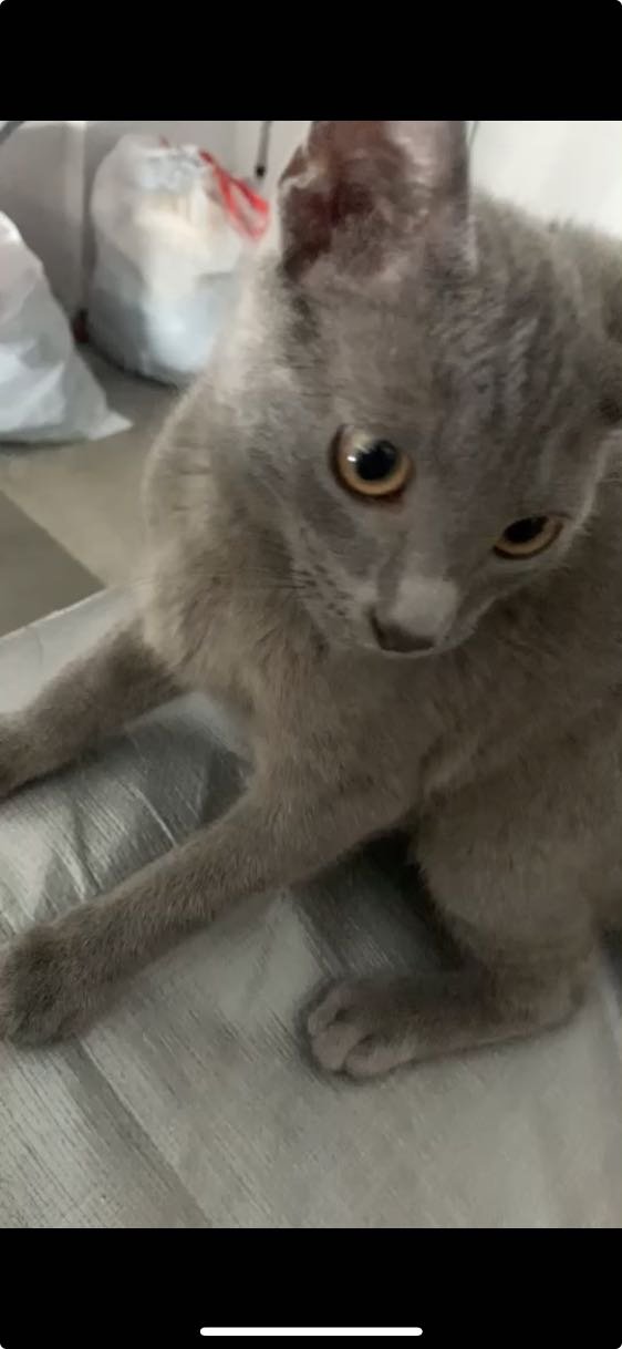 Lost Cat in Deltona, Florida — listing photo