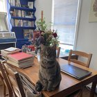 Lost Cat in Dallas, Texas — listing photo