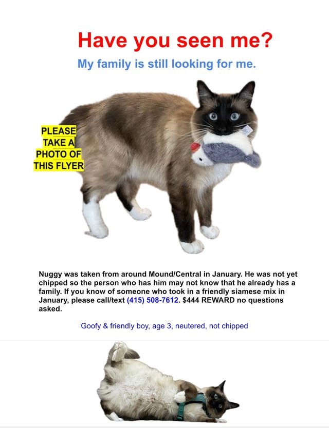 Lost Cat in San Francisco, California — listing photo