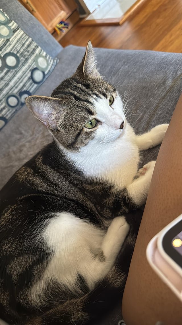 Lost Cat in Winston-Salem, North Carolina — listing photo