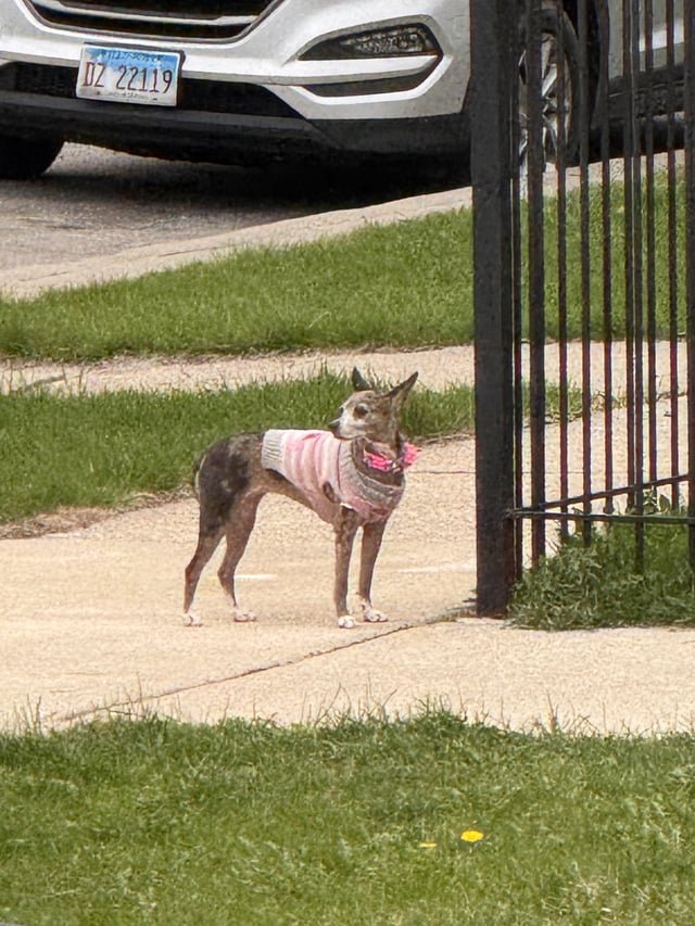 lost dog in Chicago, Illinois