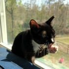 Found Dog in Jacksonville, Florida — listing photo