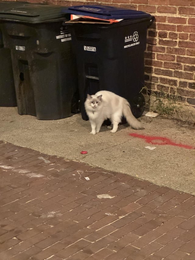 Lost Dog in Washington, District of Columbia — listing photo