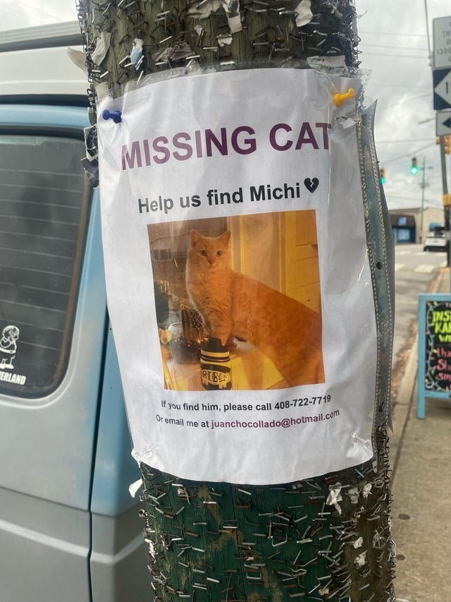 Lost Cat in Asheville, North Carolina — West Asheville homies look out for this lost kitty!