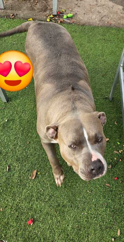 Lost Dog in Houston, Texas — listing photo