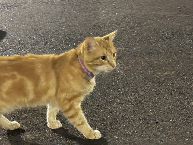 found cat in Memphis, Tennessee