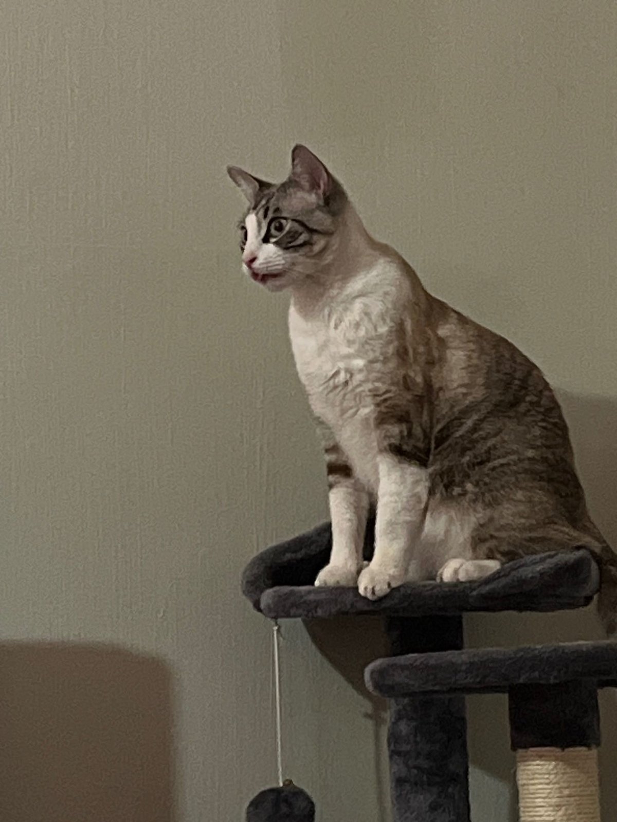 Lost Cat in Galveston, Texas — listing photo