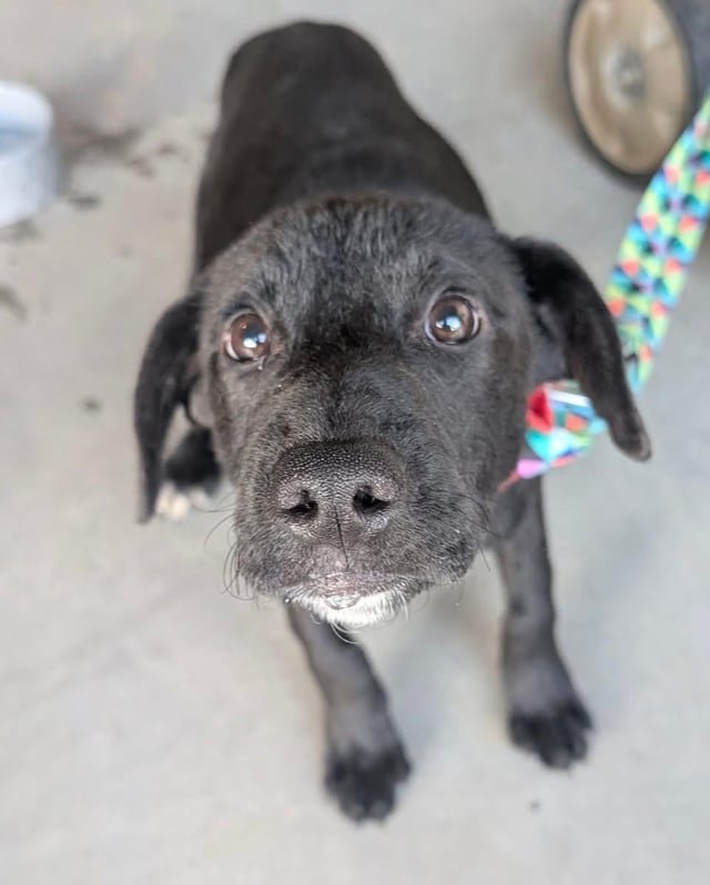 Found Dog in Winston-Salem, North Carolina — listing photo
