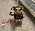 Found Dog in Fort Worth, Texas — listing photo