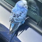 lost pet in Columbus, Georgia