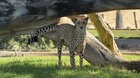 Lost Cat in San Diego, California — Ive missed San Diego, it was great to come back and visit the world famous zoos and a big…