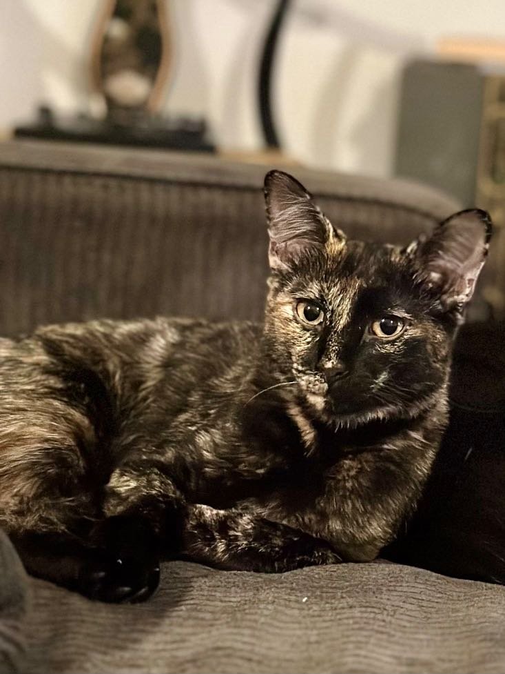 Lost Cat in Gainesville, Florida — listing photo