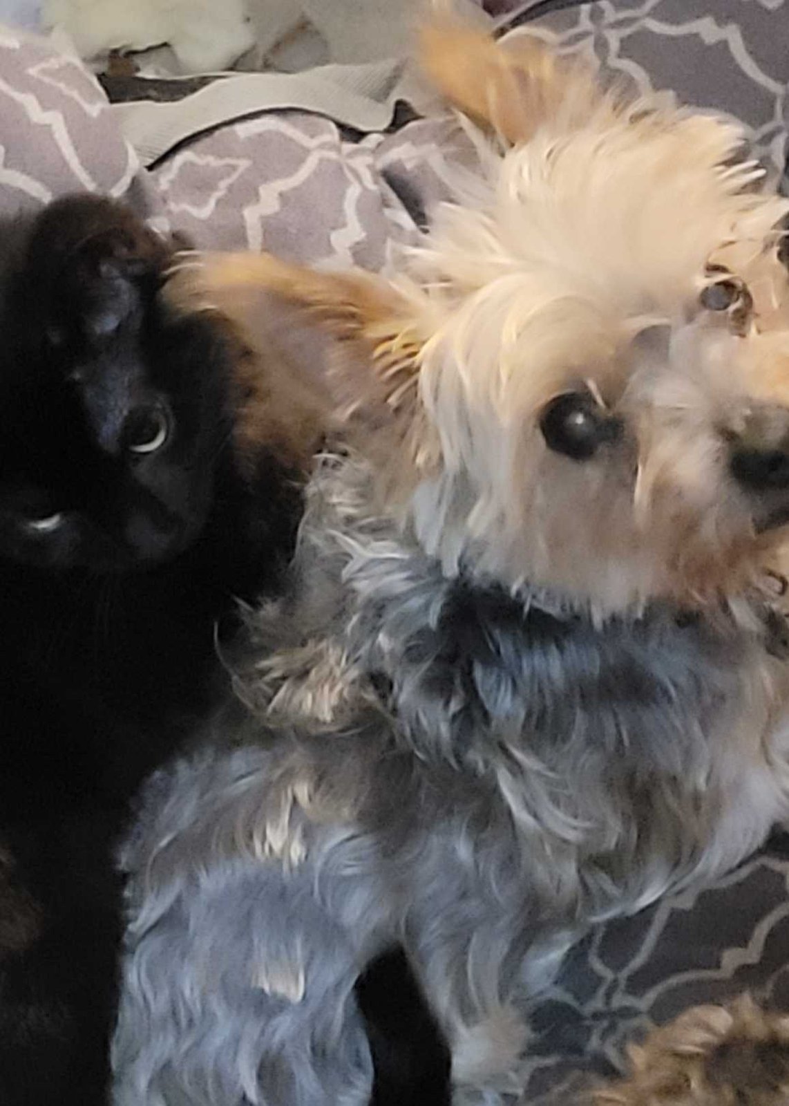 Lost Dog in Pueblo, Colorado — listing photo