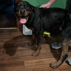 Found Pet in Louisville, Kentucky — listing photo