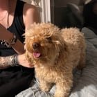 Pet alert in Cincinnati, Ohio — listing photo