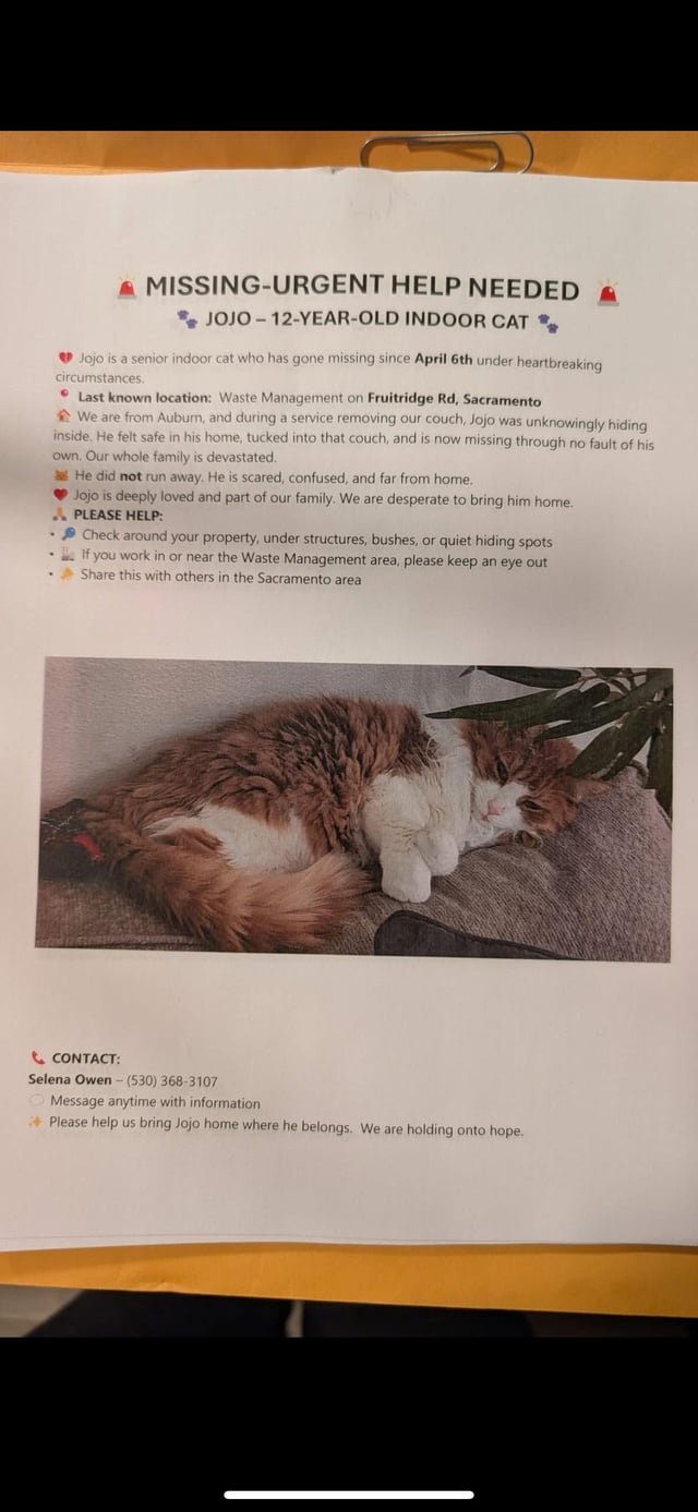 Lost Cat in Sacramento, California — listing photo