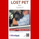 lost pet in Buffalo, New York
