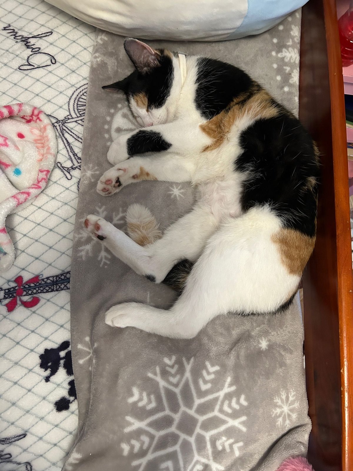 Lost Cat in Houston, Texas — listing photo