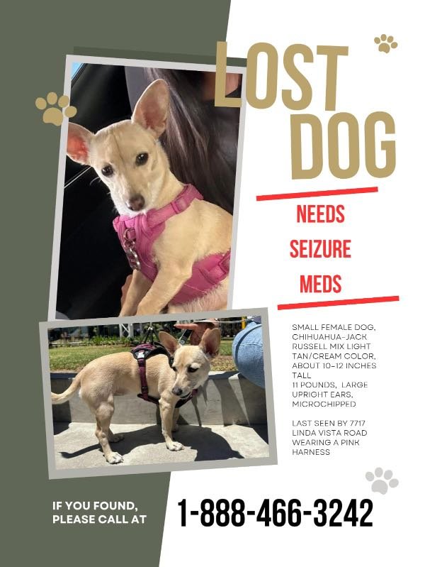 Lost Dog in San Diego, California — listing photo
