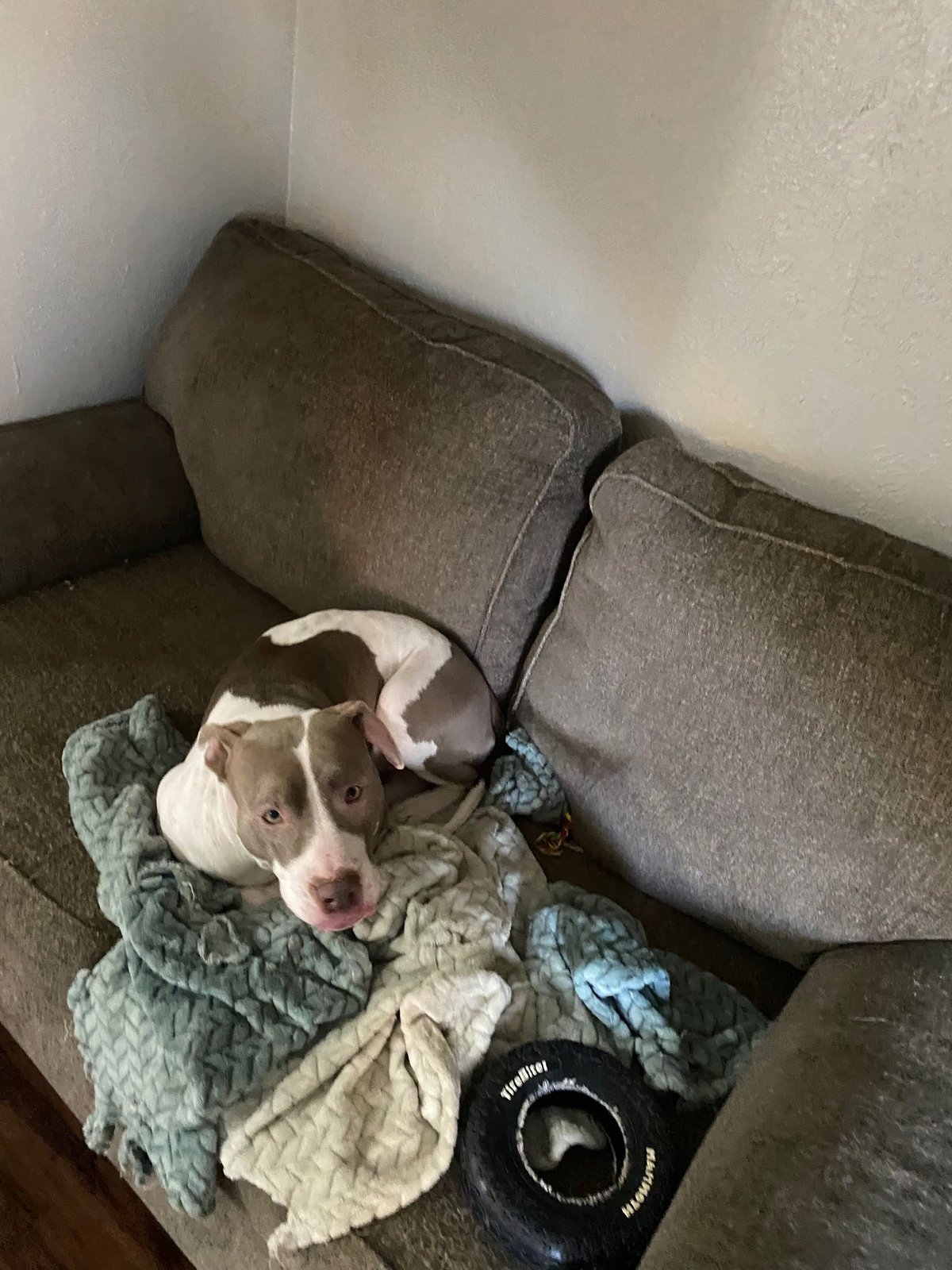Lost Dog in Murchison — listing photo