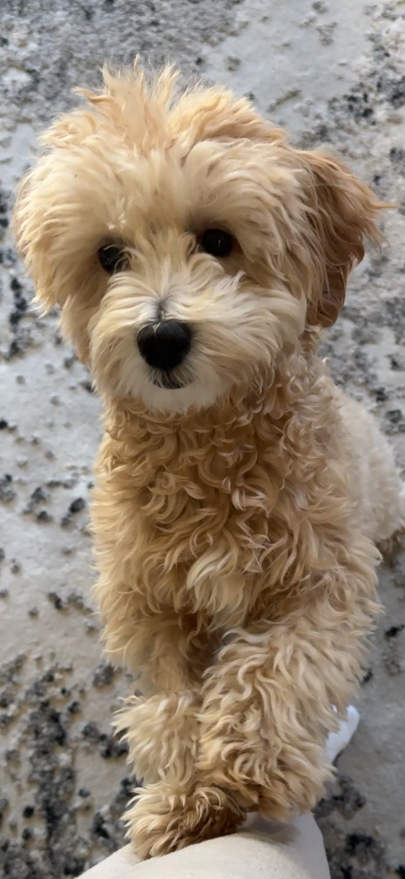 Lost Dog in Henderson, Nevada — listing photo
