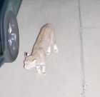 Lost Pet in Albuquerque, New Mexico — listing photo