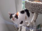 lost cat in K