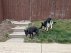Lost Dog in Denver, Colorado — Two Lost Dogs in Northeast Denver