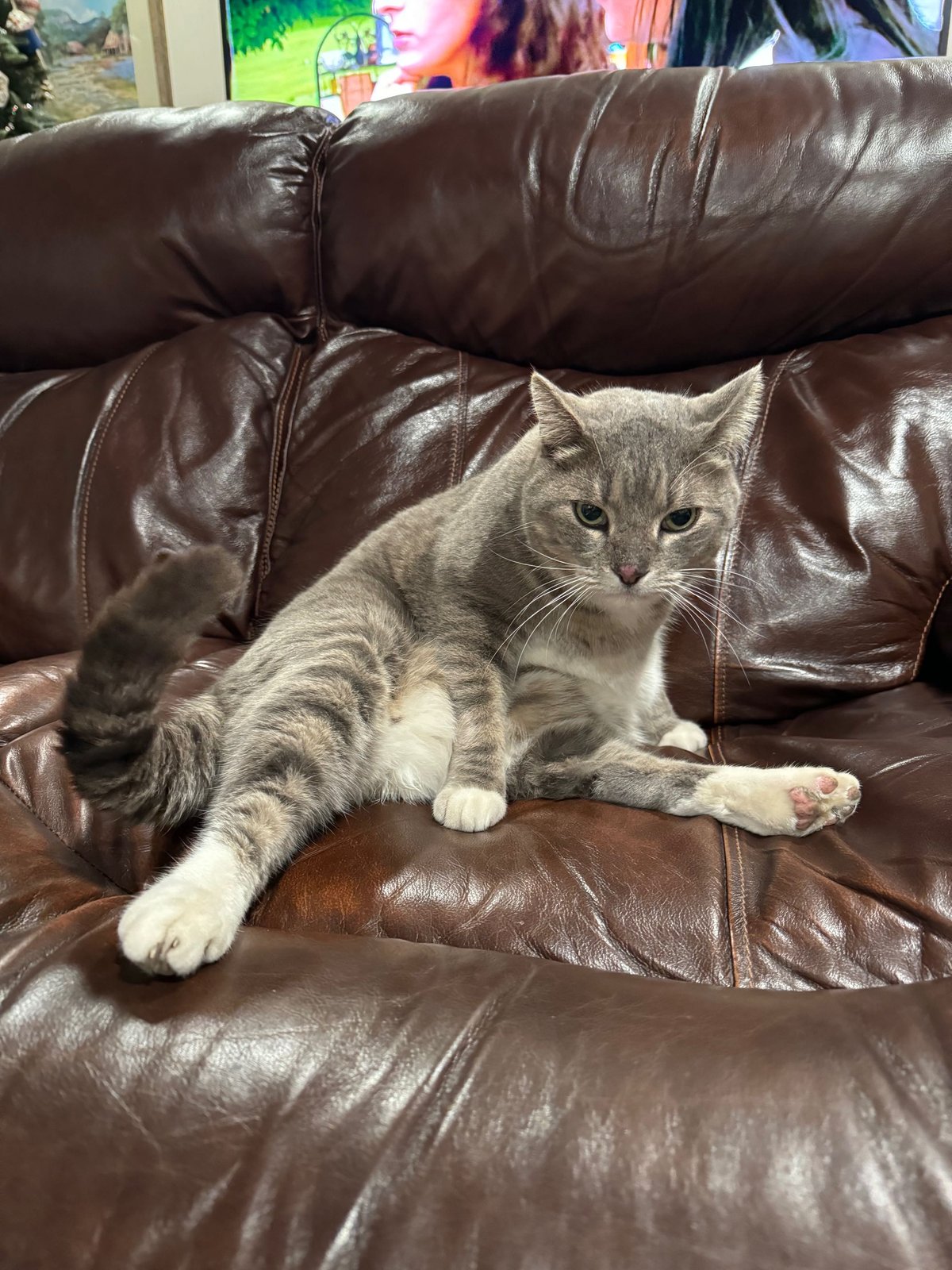 Lost Cat in Mansfield, Ohio — listing photo