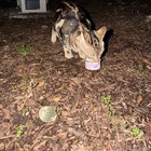 Found Cat in Portland, Oregon — listing photo