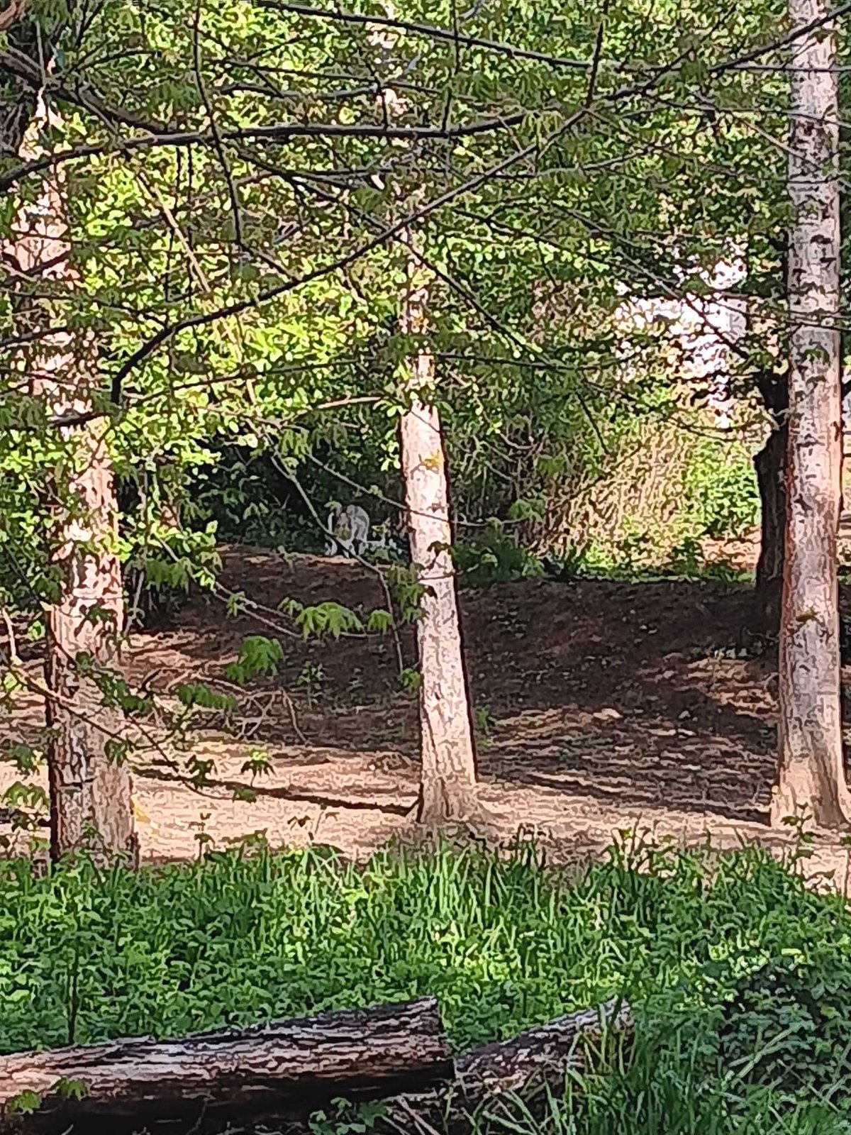 Found Dog in Oregon City — listing photo