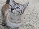 Lost Cat in Dayton, Ohio — listing photo