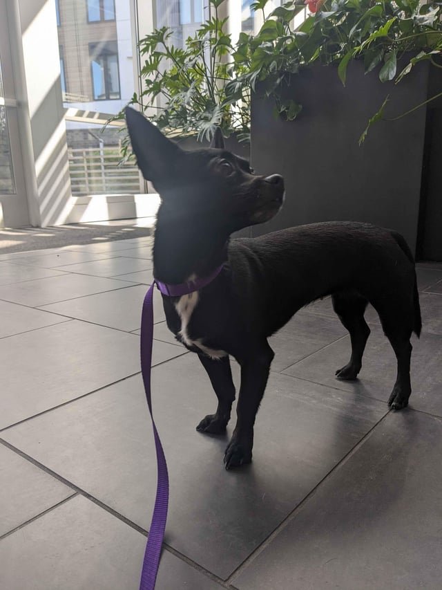 found dog in Seattle, Washington