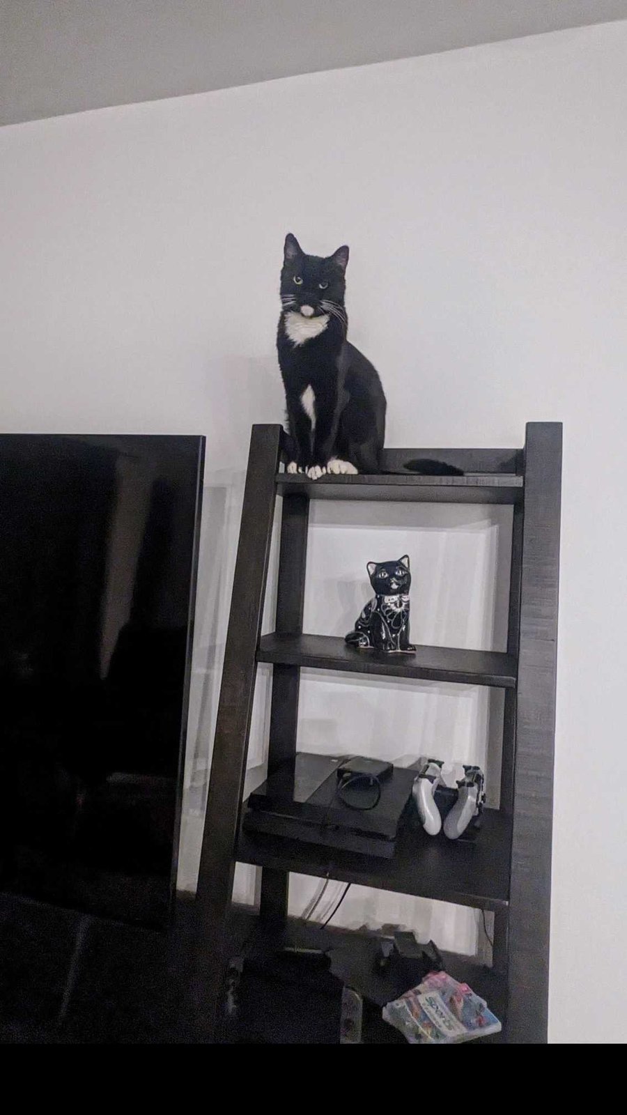 Lost Cat in San Tan Valley — listing photo