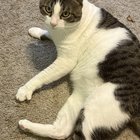 lost cat in Milwaukee, Wisconsin